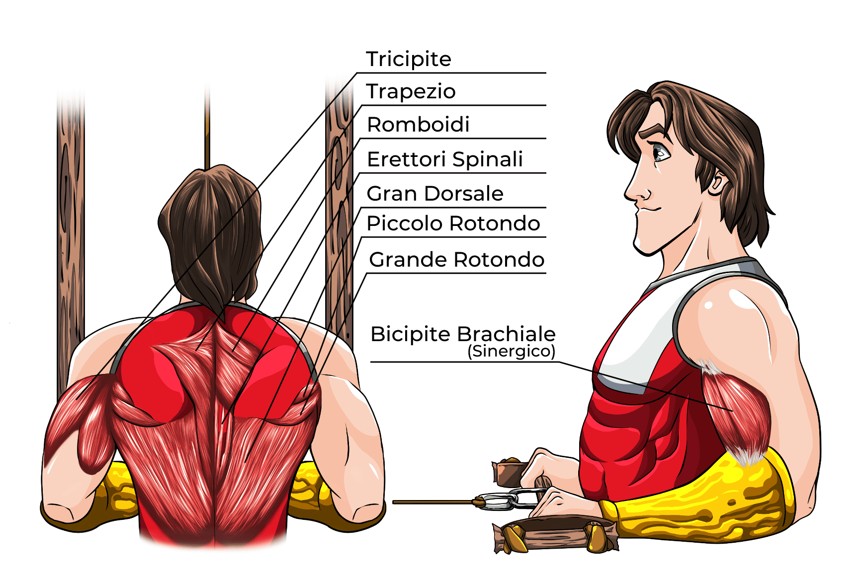 Pulley Muscoli Coinvolti