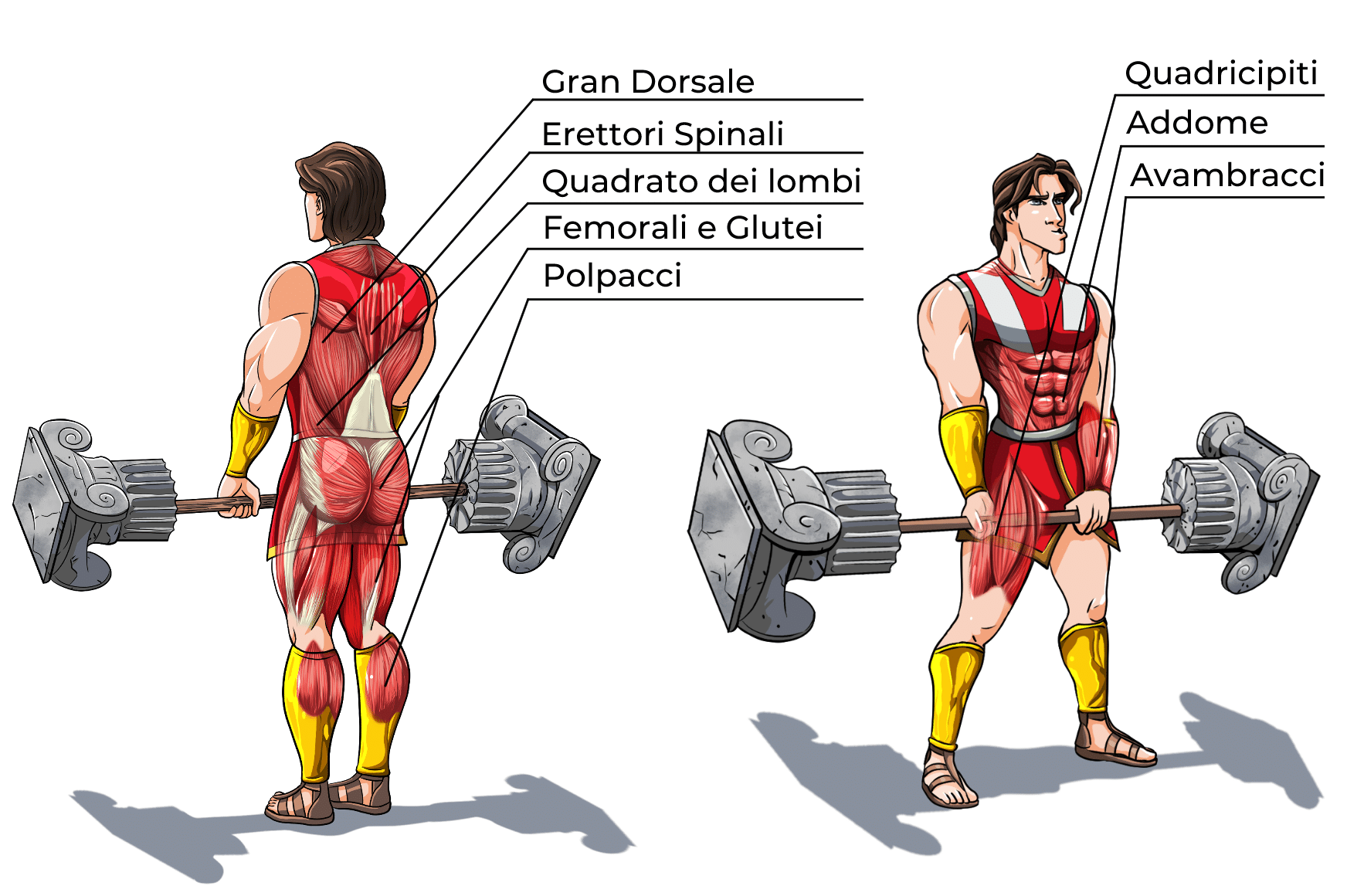 Stacco da terra Muscoli Coinvolti