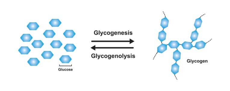 Glicogenosintesi cos’è, a cosa serve, tappe Project inVictus