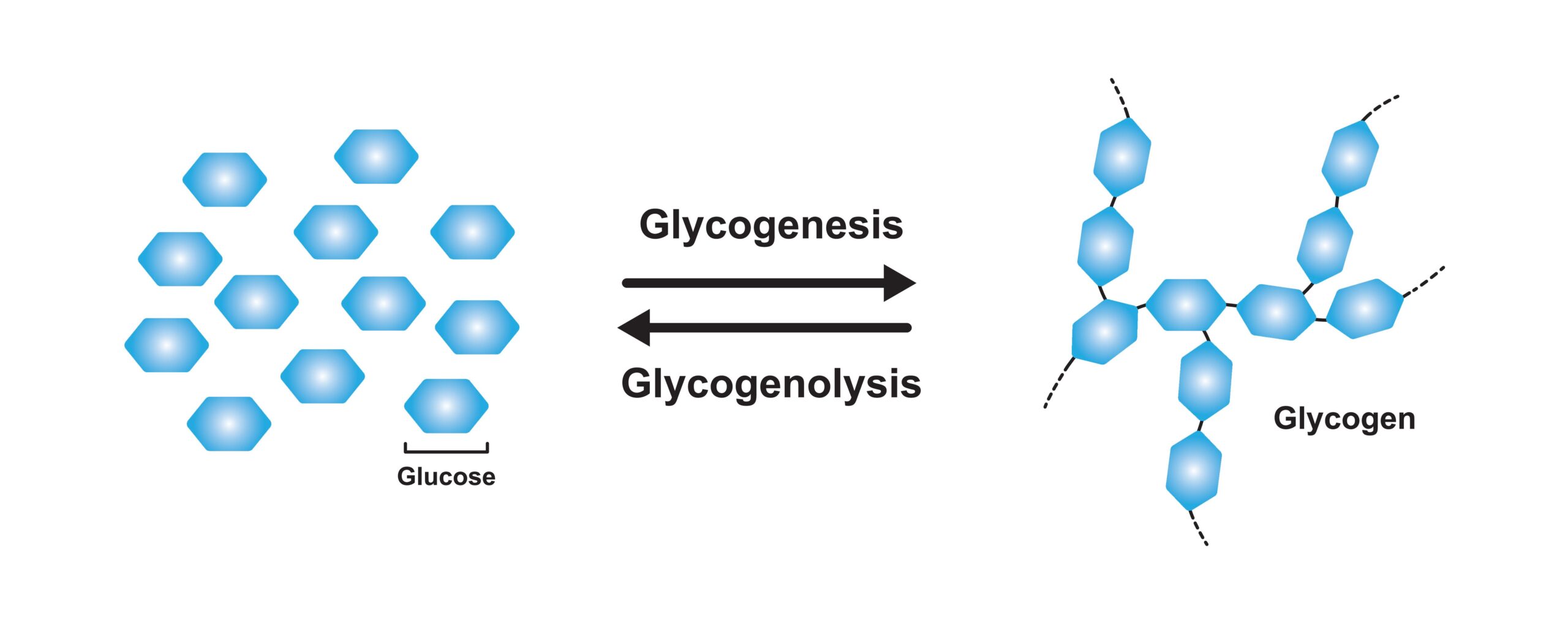 glicogenolisi