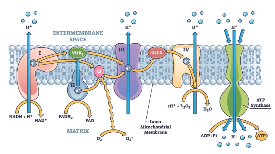 Vaschetta Alimentare Giganplast - 30x20x10 Cm, 4 Litri, Polietilene Bianco, Made In Italy - Foto 3