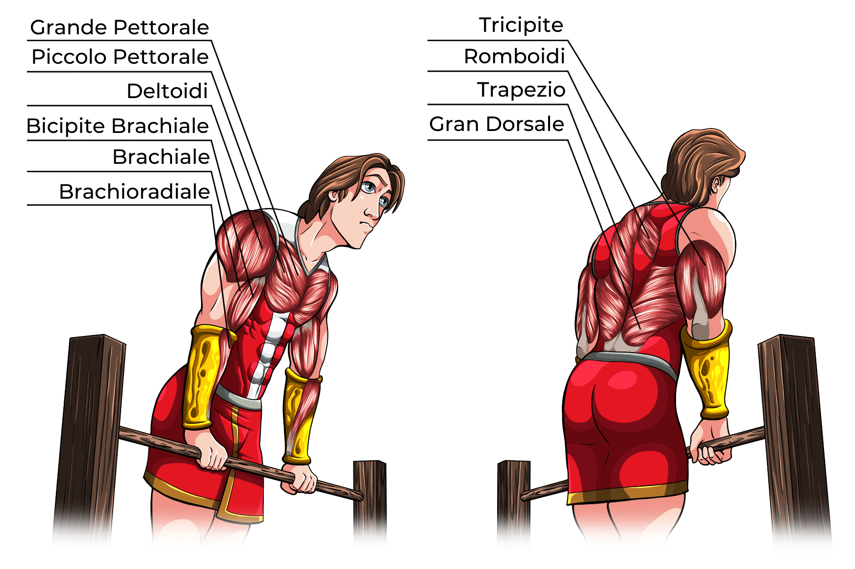 Muscle Up Muscoli Coinvolti