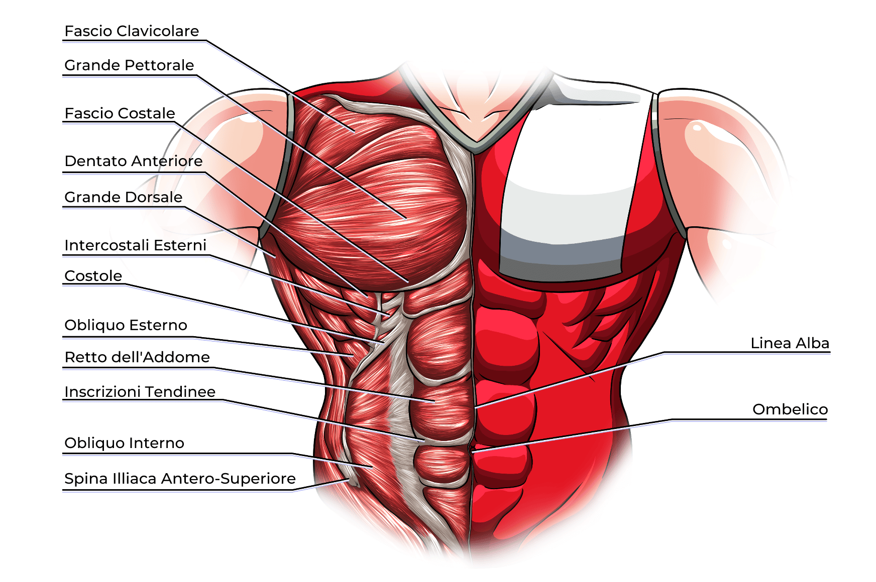 Muscoli del Tronco