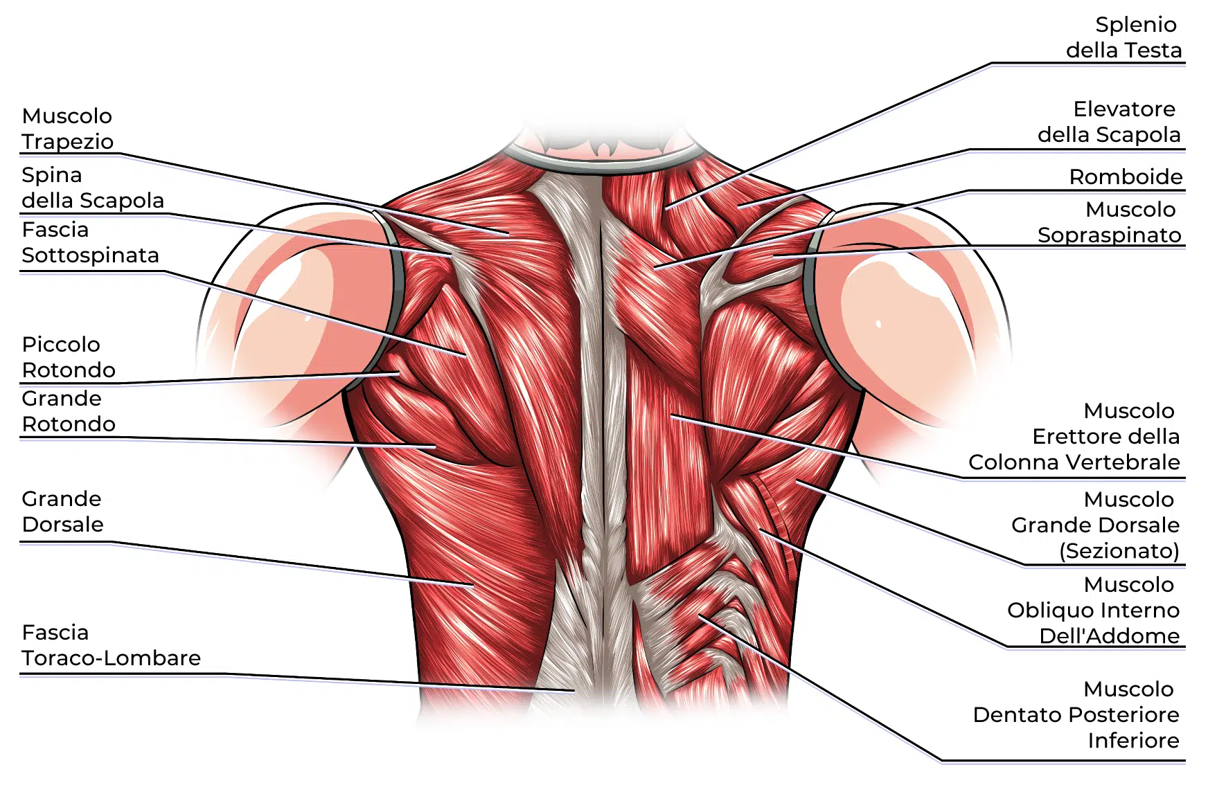 Muscoli del Tronco schiena