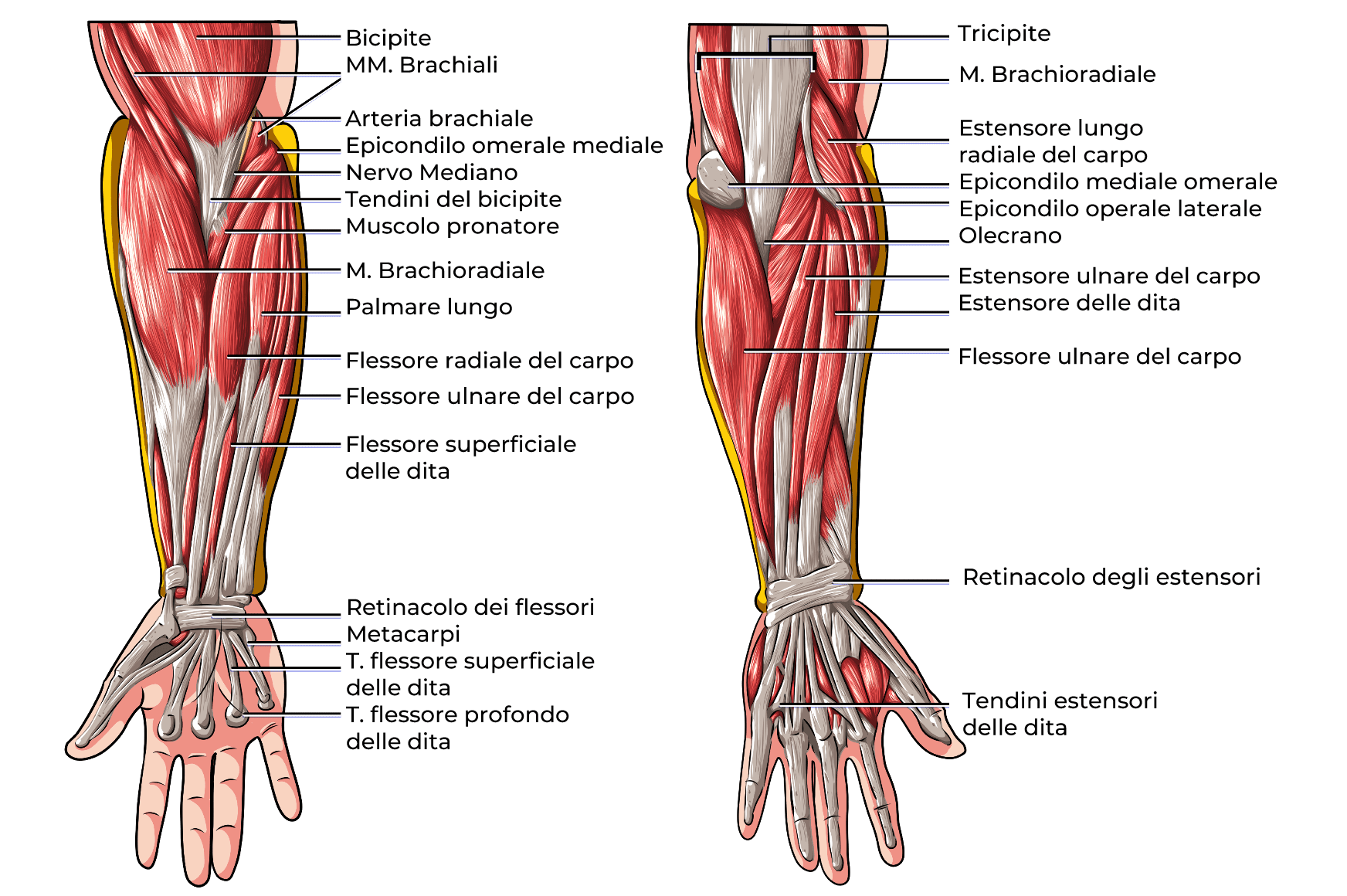 muscoli Avambraccio