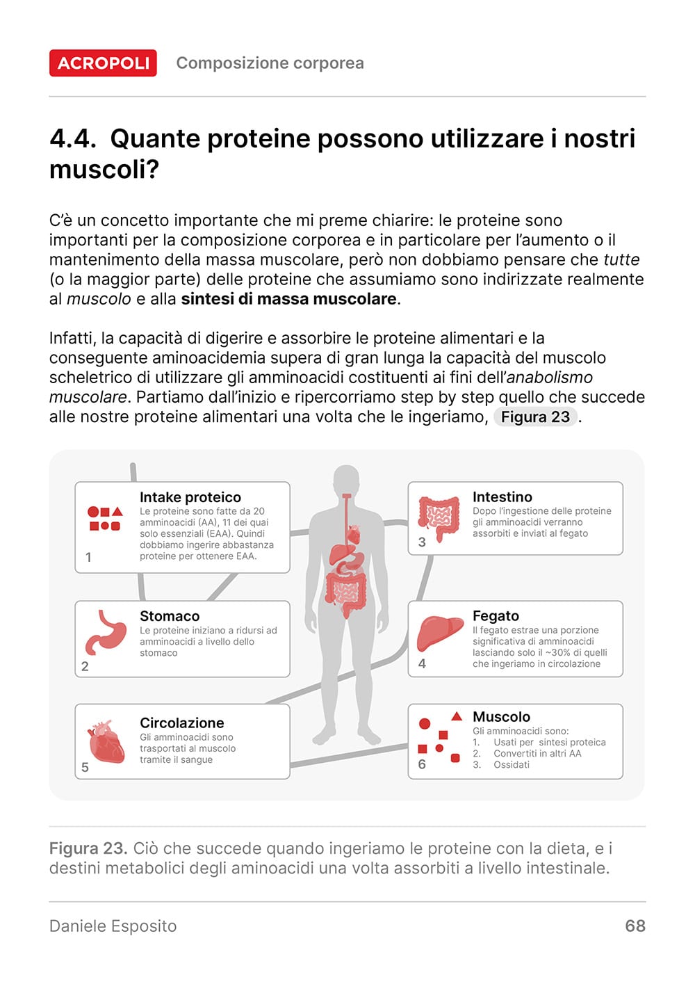 Composizione Corporea