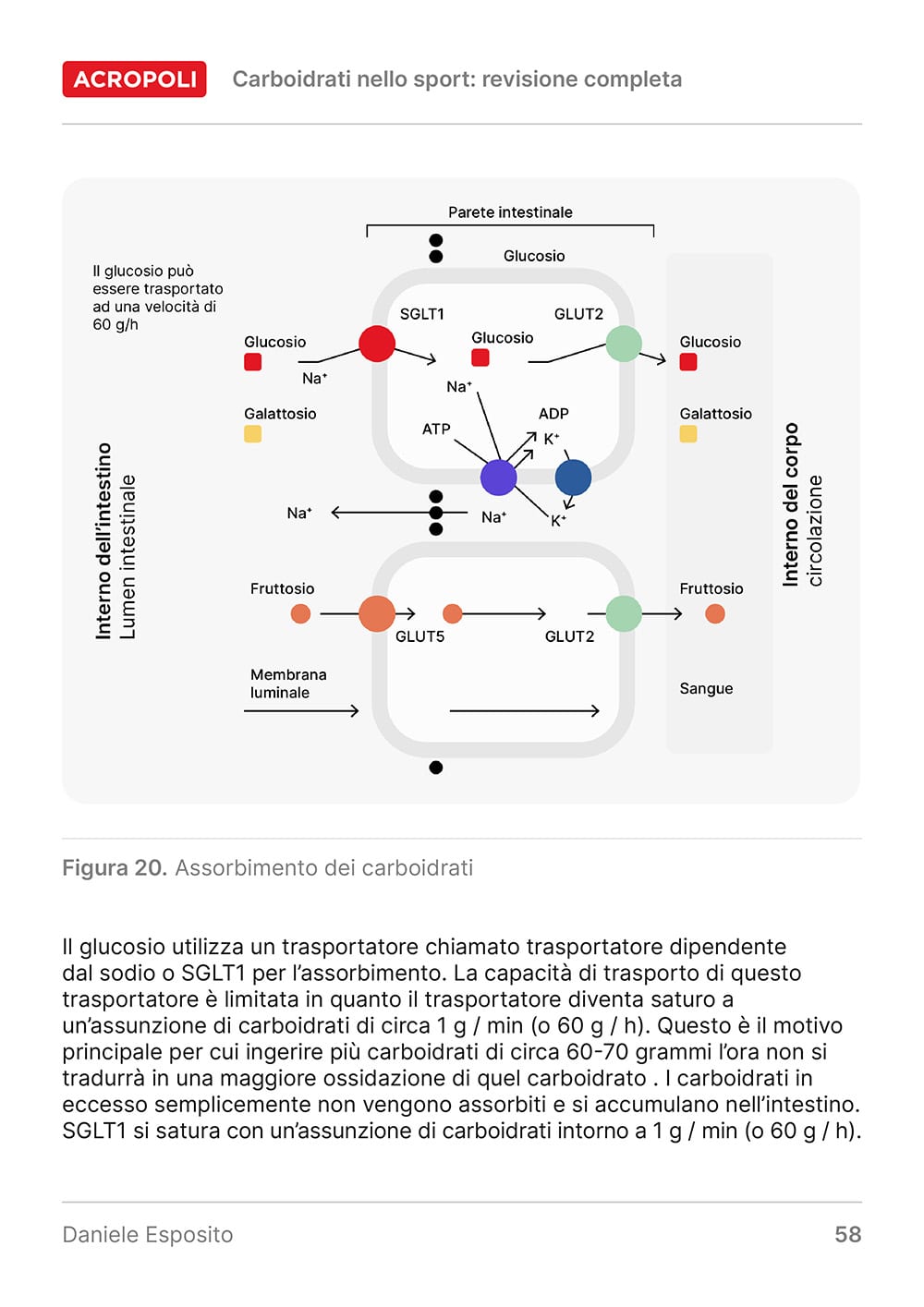 Carboidrati per bodyrecomp - Pagine