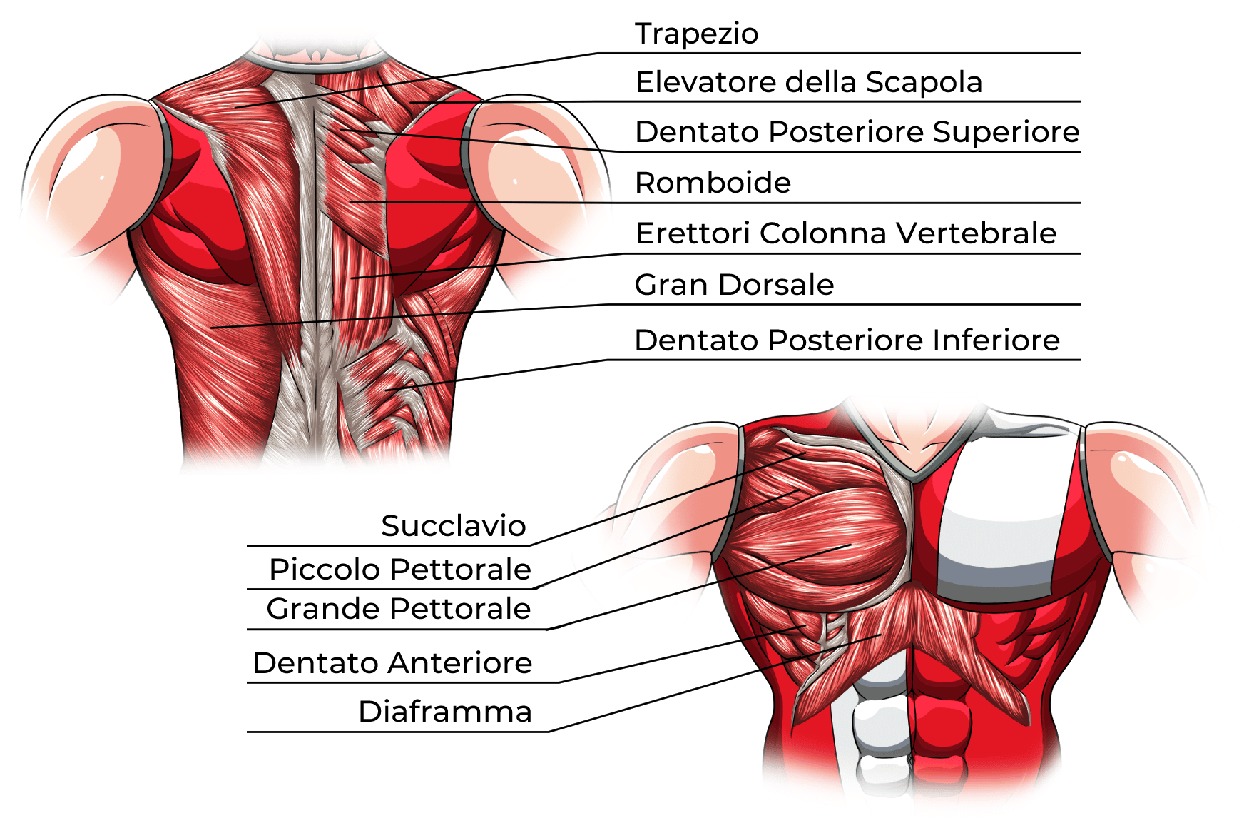 Muscoli del Torace Estrinseci