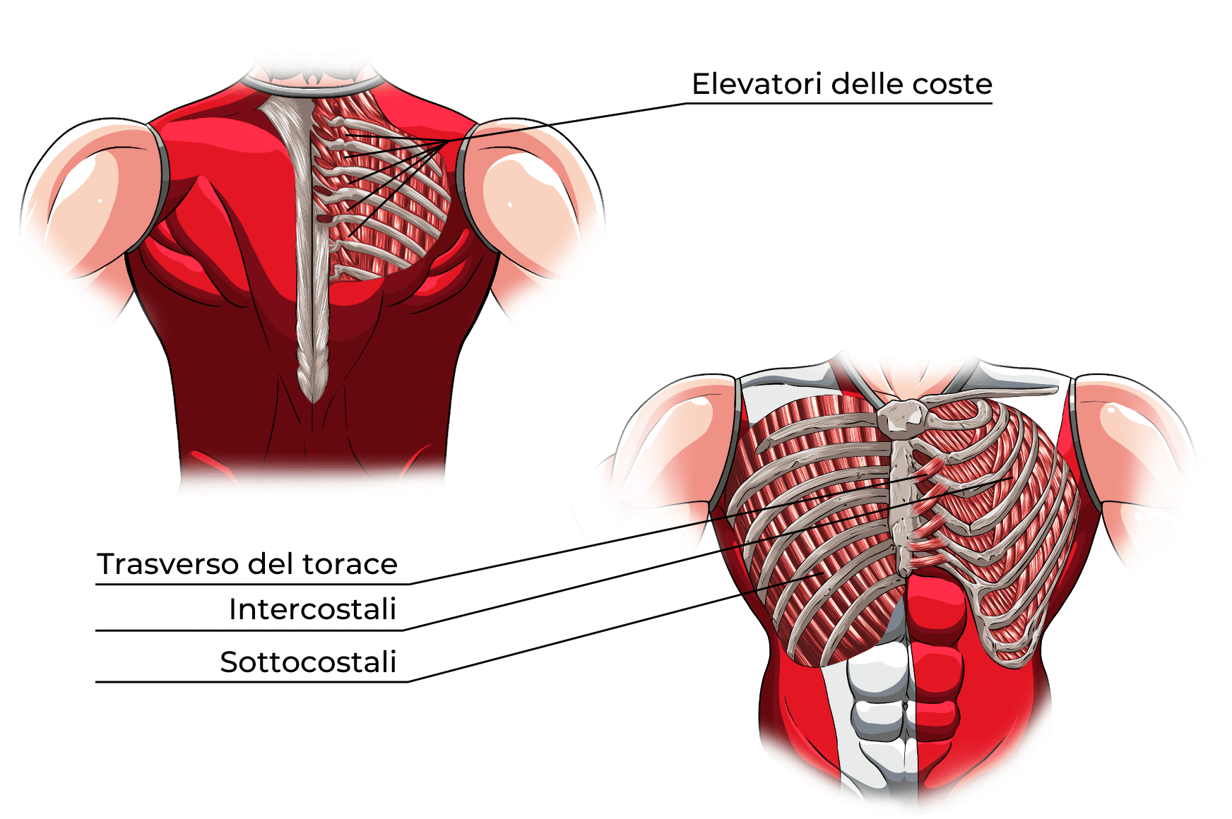 Muscoli del Torace Intrinseci