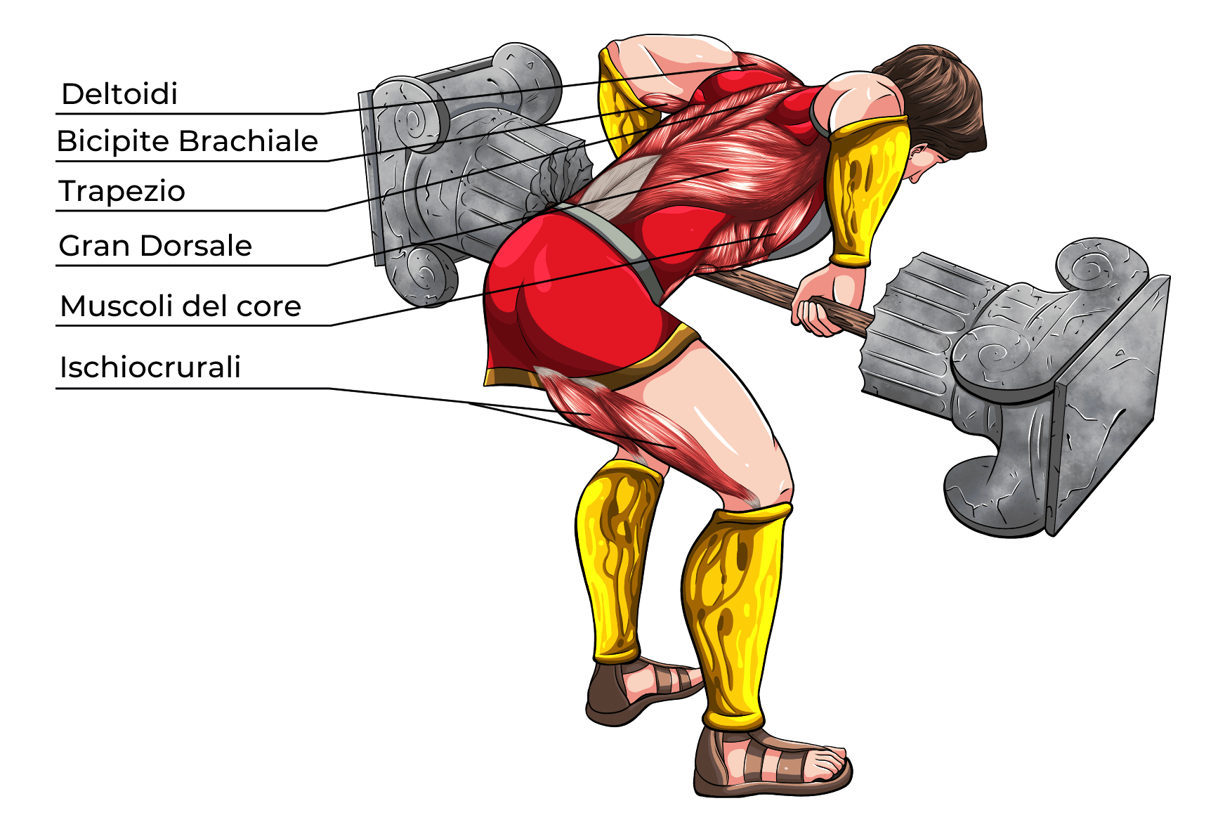 Pendlay Row Muscoli Coinvolti