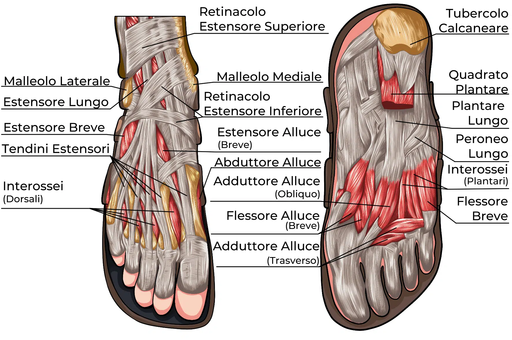 muscoli arto inferiore piede