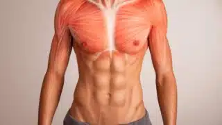 muscoli torace