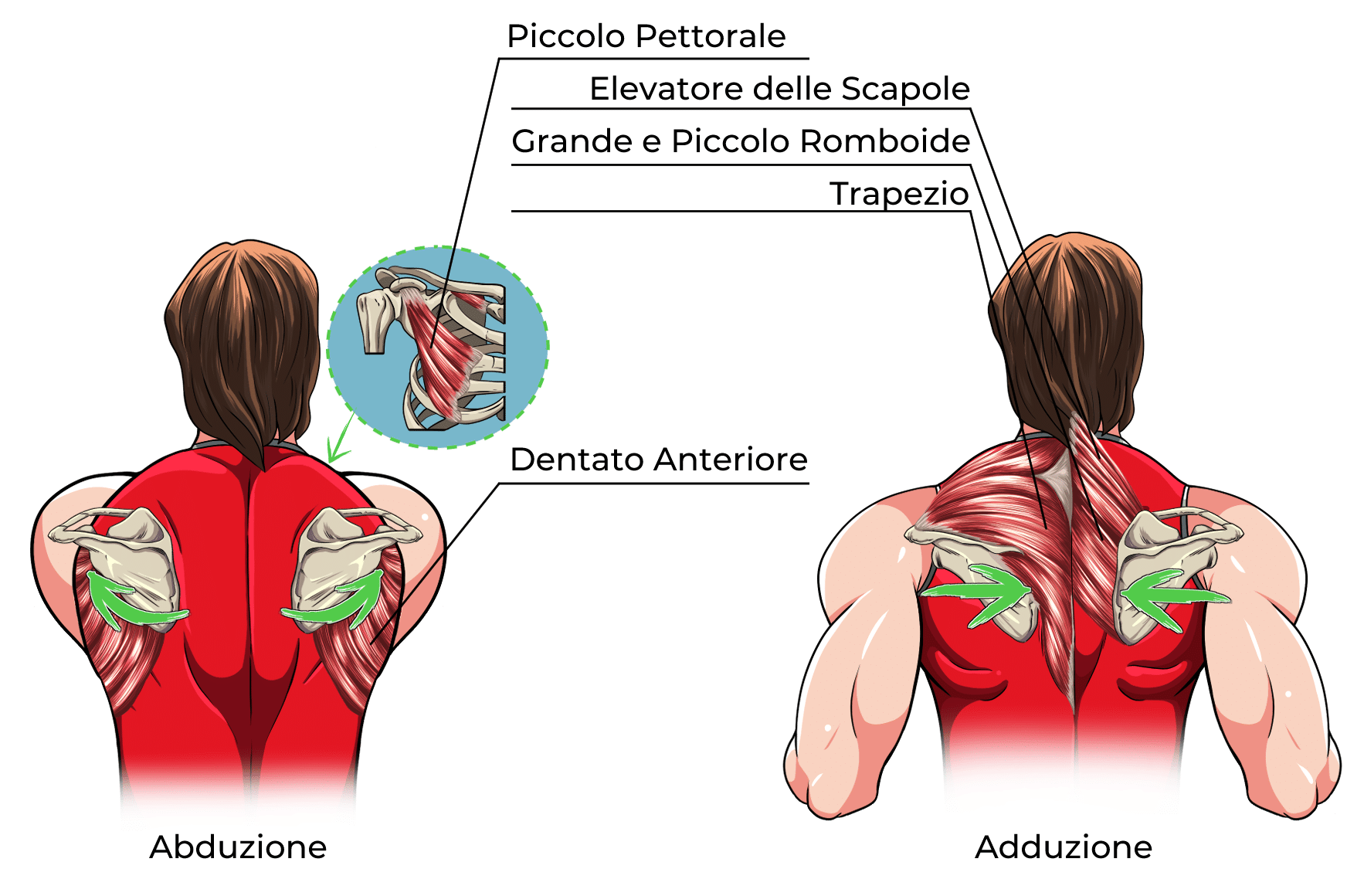 Abduzione Adduzione Scapole Muscoli Coinvolti