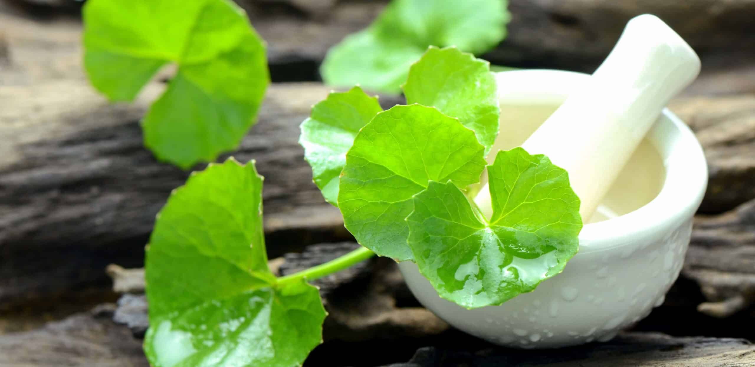 centella asiatica rimedi naturali ritenzione idrica