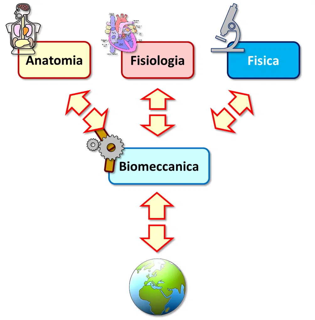 La Biomeccanica spiega come interagisci con l'ambiente, il "mondo" tramite una molteplicità di scienze come l'Anatomia, la Fisiologia e la Fisica