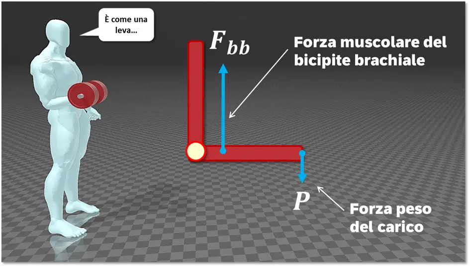 Un curl con manubrio per i bicipiti, che è "come una leva"...