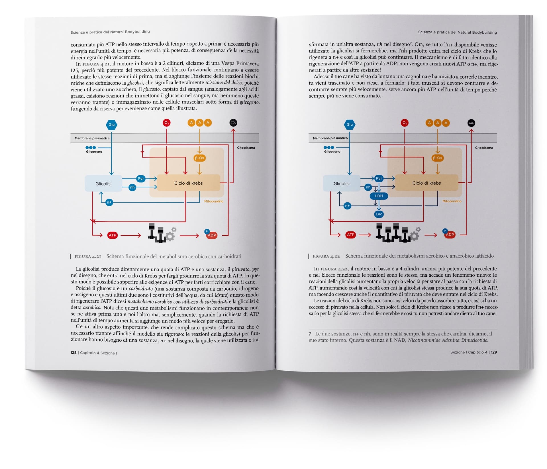 Natural-Bodybudiling-Scientifico-3