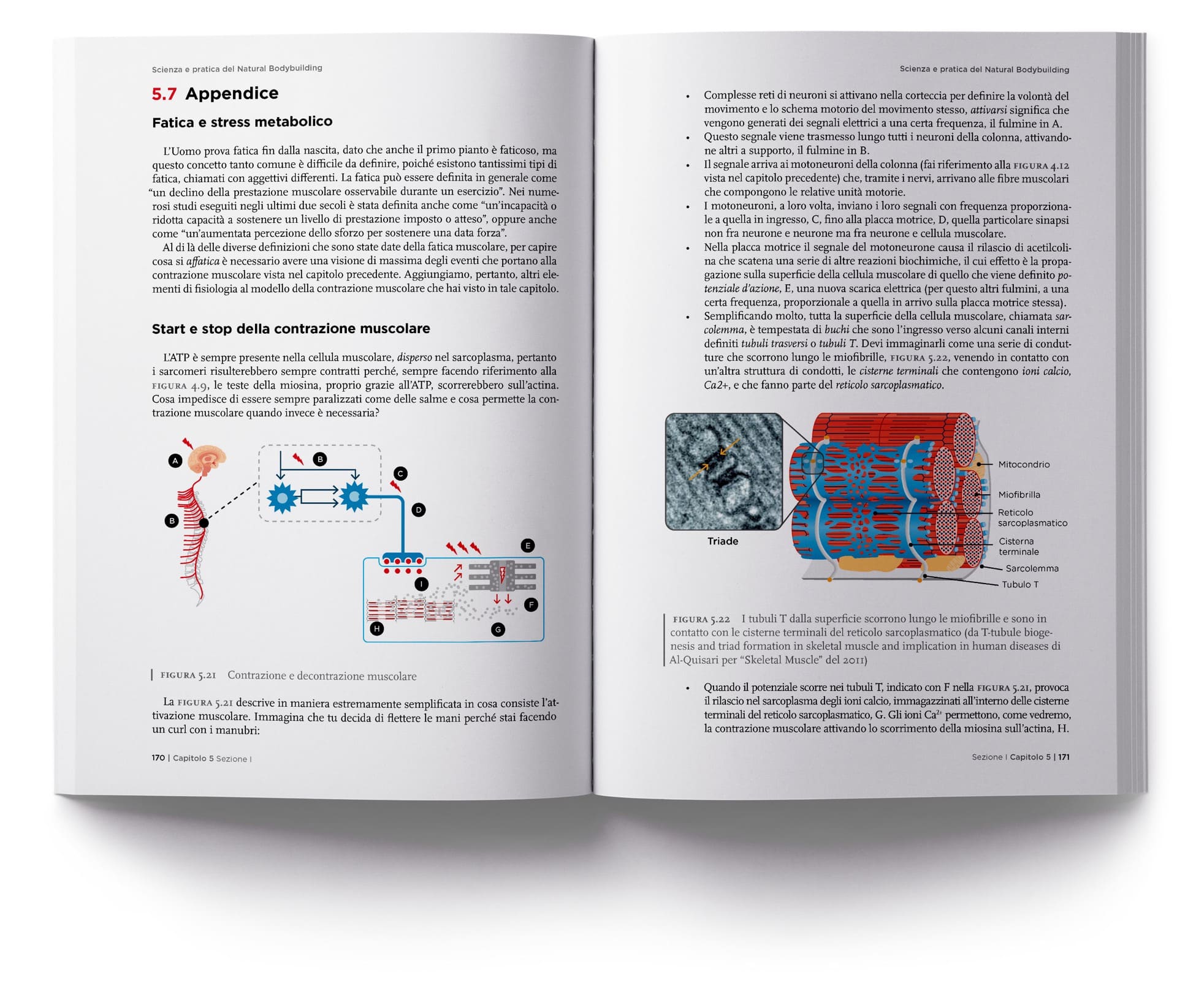Natural-Bodybudiling-Scientifico-6