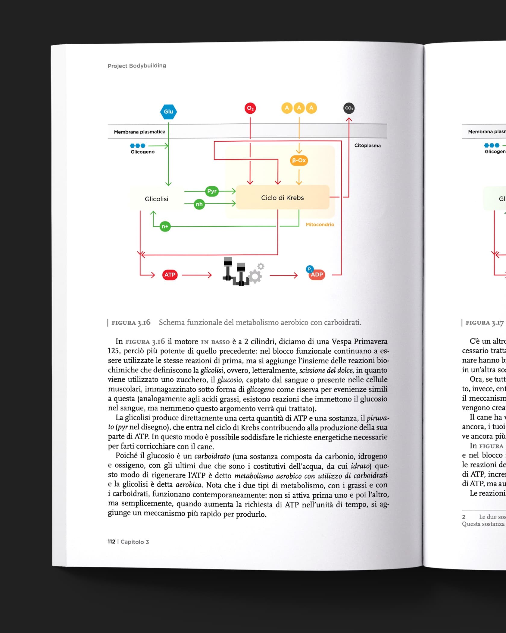 ProjectBodybuilding pagine libro 4