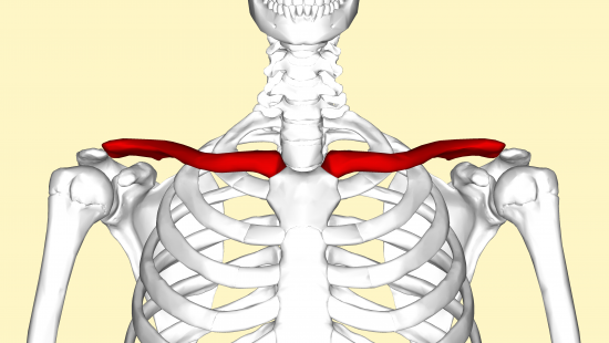 Clavicola