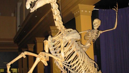 Scheletro (anatomia)