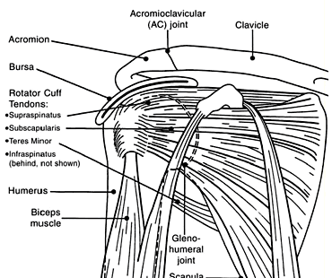 Spalla (anatomia)